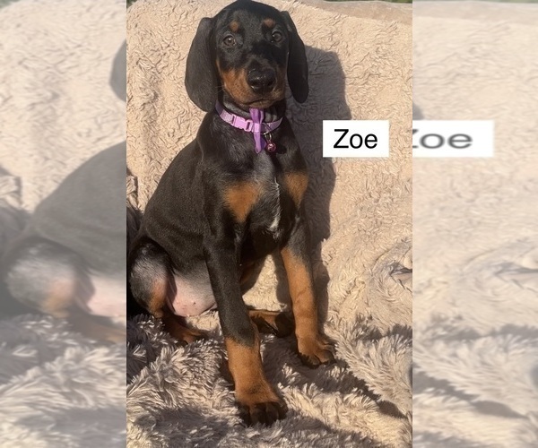 Medium Photo #2 Doberman Pinscher Puppy For Sale in POMEROY, OH, USA