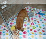 Small Photo #2 Boxer Puppy For Sale in ORO VALLEY, AZ, USA