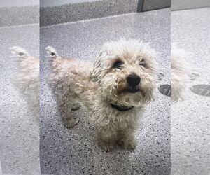 Mutt Dogs for adoption in Fort Collins, CO, USA