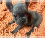 Small Photo #2 French Bulldog Puppy For Sale in RESACA, GA, USA