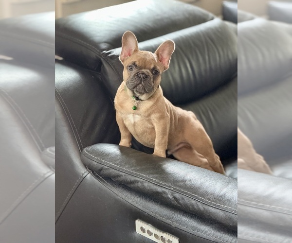 Medium Photo #5 French Bulldog Puppy For Sale in MOUNTAIN VIEW, MO, USA