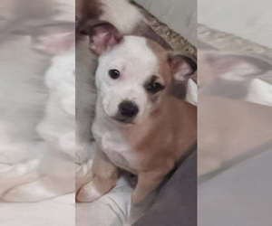 Jack Russell Terrier-ShihPoo Mix Puppy for sale in OAKLEY, CA, USA
