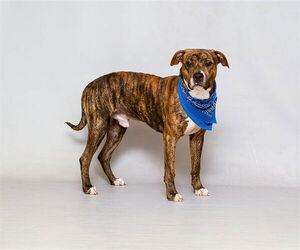 American Bulldog-Unknown Mix Dogs for adoption in Sanford, FL, USA