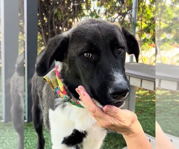 Medium Photo #1 Akita-Retriever  Mix Puppy For Sale in Pasadena, CA, USA