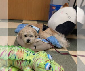 Mutt Dogs for adoption in Philadelphia, PA, USA