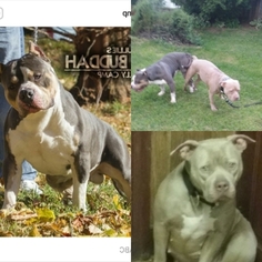 Mother of the American Bully puppies born on 08/07/2017