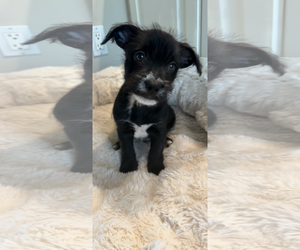 Chihuahua-Unknown Mix Dogs for adoption in St. Louis Park, MN, USA
