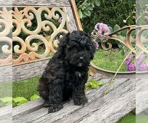Bichpoo Puppy for sale in NEWMANSTOWN, PA, USA