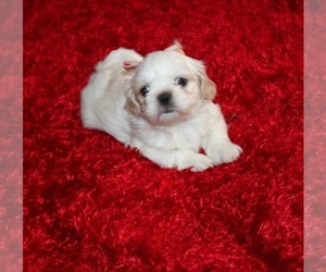 Shih Tzu Puppy for sale in THAYER, KS, USA