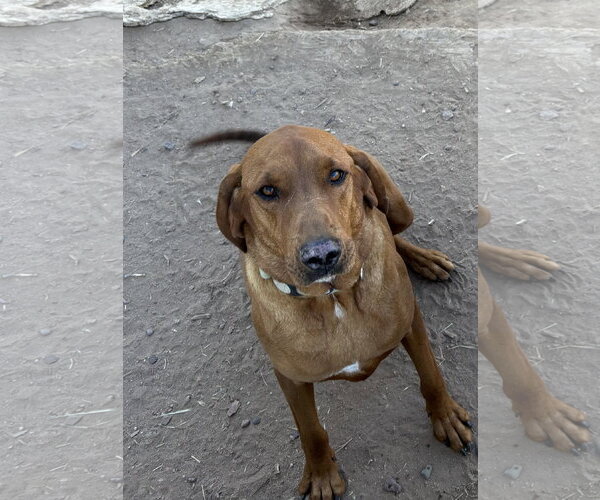 Medium Photo #1 Redbone Coonhound Puppy For Sale in Chandler, AZ, USA