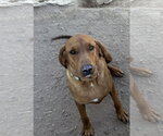 Small Redbone Coonhound