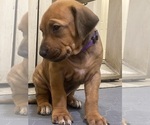 Puppy Willow Rhodesian Ridgeback