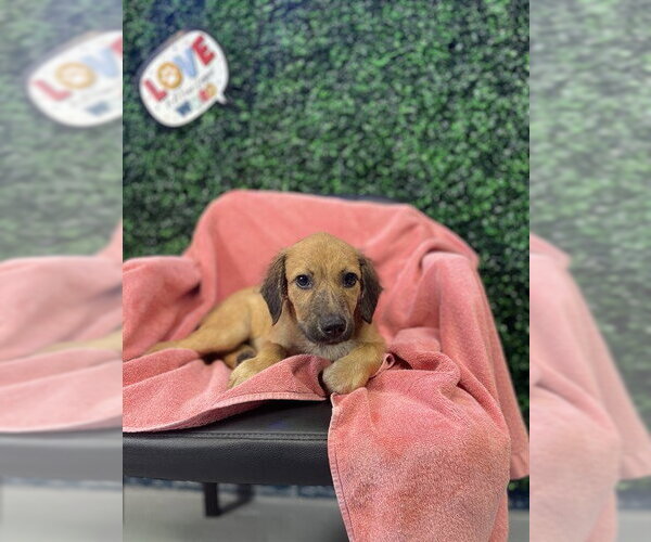 Medium Photo #3 Labrador Retriever Puppy For Sale in Corpus Christi, TX, USA