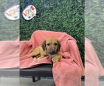 Small Photo #3 Labrador Retriever Puppy For Sale in Corpus Christi, TX, USA