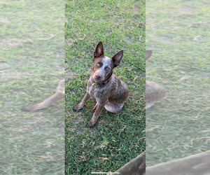 Father of the Australian Cattle Dog puppies born on 12/14/2025