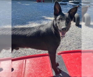 German Shepherd Dog Dogs for adoption in Newfoundland, PA, USA