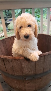 Medium Photo #1 Labradoodle Puppy For Sale in KATY, TX, USA