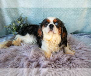 Cavalier King Charles Spaniel Puppy for sale in MILLERSBURG, OH, USA