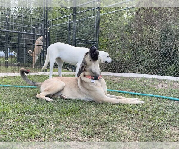 Medium Photo #6 Anatolian Shepherd-Rhodesian Ridgeback Mix Puppy For Sale in Higley, AZ, USA
