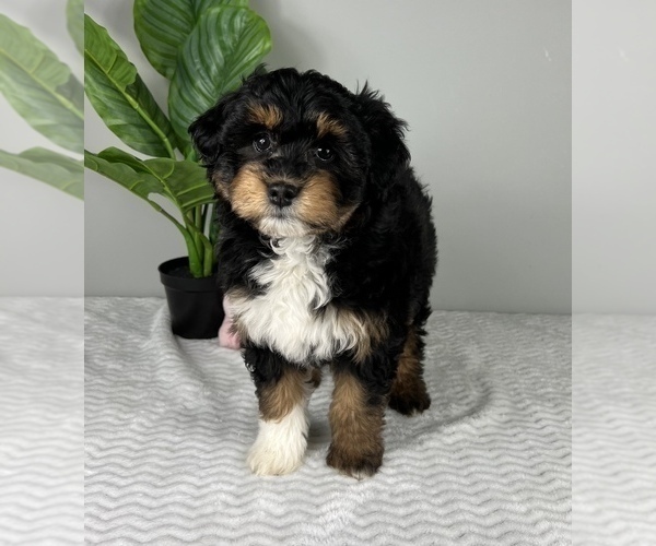 Medium Photo #2 Aussiedoodle Miniature  Puppy For Sale in FRANKLIN, IN, USA