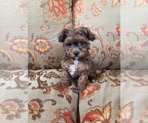 Poodle (Toy) Puppy for sale in Lexington, NC, USA