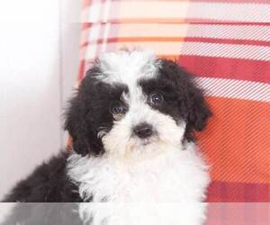 Cavapoo Puppy for sale in BEL AIR, MD, USA