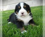 Small #1 Bernese Mountain Dog