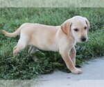 Small Photo #7 Labrador Retriever Puppy For Sale in SYRACUSE, IN, USA