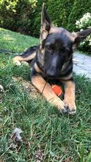 German Shepherd Dog Puppy for sale in TOMS RIVER, NJ, USA