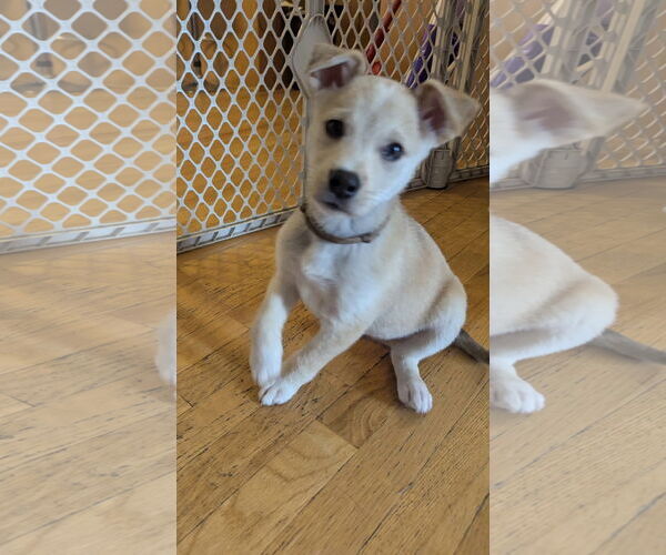 Medium Photo #2 Huskies -Labrador Retriever Mix Puppy For Sale in Princeton, MN, USA