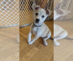 Small #1 Huskies -Labrador Retriever Mix