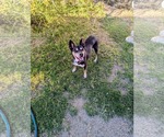 SMALLS - Female Chihuahua-Unknown Mix Dog for Adoption - Small photo