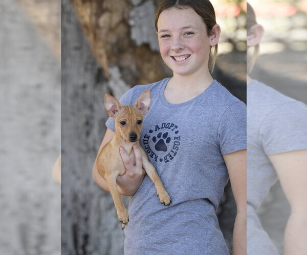 Medium Photo #3 Chihuahua-Unknown Mix Puppy For Sale in Dana Point, CA, USA