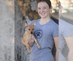 Small Photo #3 Chihuahua-Unknown Mix Puppy For Sale in Dana Point, CA, USA