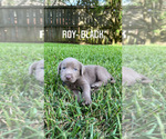 Small Photo #16 Labrador Retriever Puppy For Sale in WARNER ROBINS, GA, USA