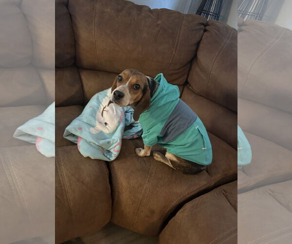 Medium Photo #4 Beagle Puppy For Sale in Clinton , MI, USA