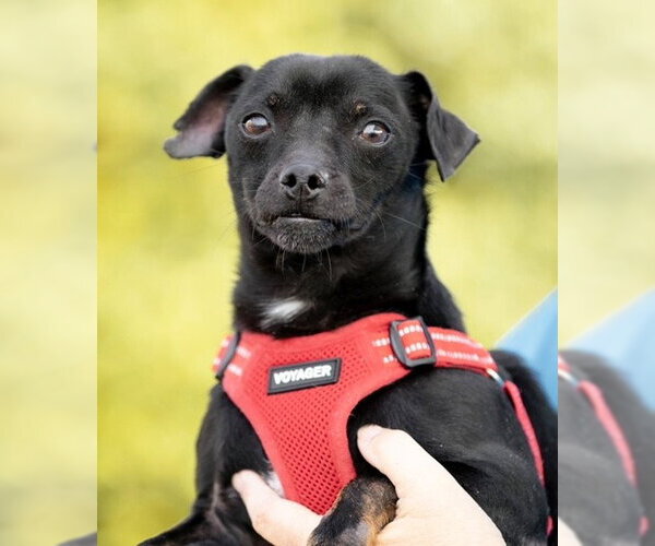 Medium Photo #14 Chihuahua-Unknown Mix Puppy For Sale in Garner, NC, USA