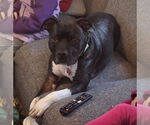 Small #6 American Pit Bull Terrier Mix