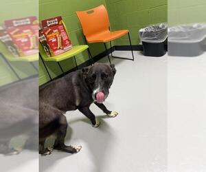 Alaskan Malamute-Unknown Mix Dogs for adoption in Temple, TX, USA