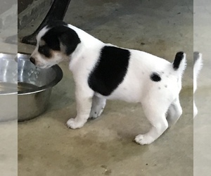 Jack Russell Terrier Puppy for sale in CHURCH HILL, TN, USA