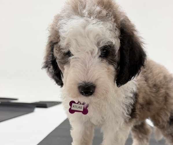 Medium Photo #11 Sheepadoodle Puppy For Sale in HUNTINGTON BEACH, CA, USA