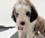Small #10 Sheepadoodle