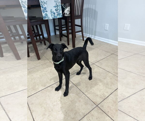 Medium Photo #8 Labrador Retriever-Unknown Mix Puppy For Sale in Virginia Beach, VA, USA