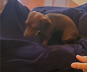 Father of the Dachshund puppies born on 10/08/2022
