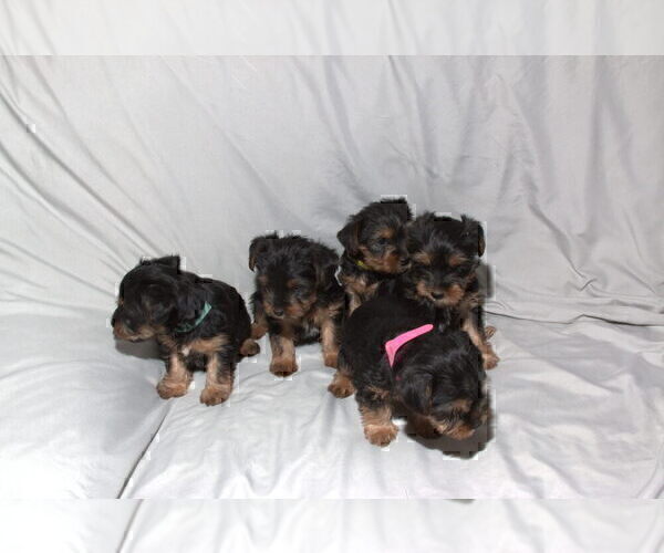Medium Photo #11 Yorkshire Terrier Puppy For Sale in NORTHGLENN, CO, USA