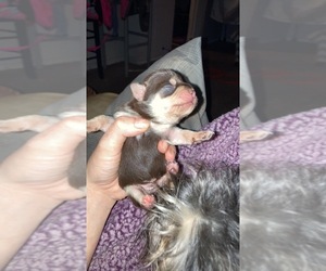 Schnau-Tzu-Schnauzer (Standard) Mix Puppy for sale in UNIVERSITY OF WEST GEORGIA, GA, USA