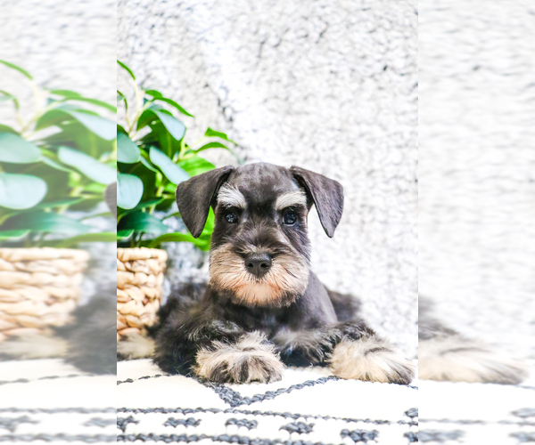 Medium Photo #12 Schnauzer (Miniature) Puppy For Sale in SYRACUSE, IN, USA