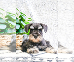 Small Photo #12 Schnauzer (Miniature) Puppy For Sale in SYRACUSE, IN, USA