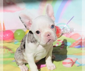 Faux Frenchbo Bulldog Puppy for Sale in CENTURY, Florida USA
