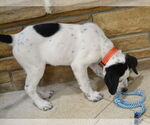 Small #1 Great Pyrenees-Pointer Mix